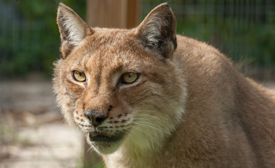 Captive Siberian Lynx