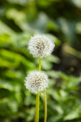 Fototapeta premium white soft dandelion spring flower