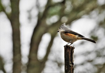 A single tufted titmouse (Baeolophus bicolor) perching on the stump of the wood enjoy watching and resting on the blurry garden and hazy sky background, Winter in GA USA.