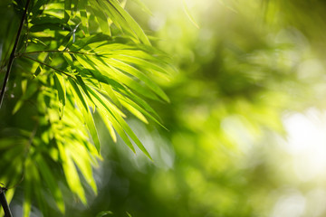 Nature Background Green Foliage of Bamboo   Leaves with Bokeh and Sunlight