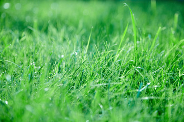 Fototapeta premium green lawn grass background