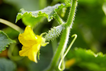 Cucumber ovary, yellow gherkin flower farm, growing vegetables
