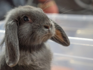 gray angora rabbit with a soft fur