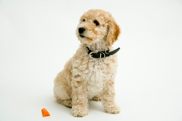 A cute 12 week old Cockapoo puppy bitch on a white background sits obediently by a half chewed carrot