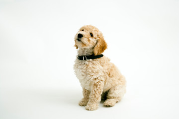 A cute 12 week old Cockapoo puppy bitch on a white background sits obediently looking upwards
