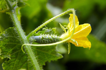 Cucumber ovary, yellow gherkin flower farm, growing vegetables
