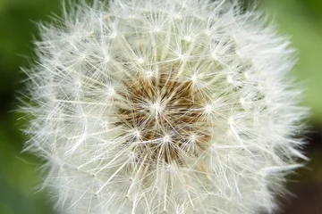 Foto op Canvas white soft dandelion spring flower © mikeosphoto