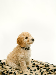 A cute 12 week old Cockapoo puppy bitch on a white background sits obediently on her blanket