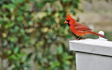 A single male cardinal bird perching on white wooden fence enjoy watching and relaxing on the blurry garden background, Winter in Georgia USA.