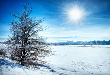 winter landscape against sunlight