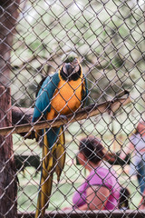 parrot in cage
