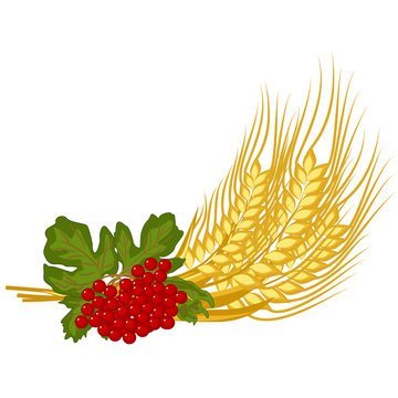 Bunch of wheat ears and viburnum twig - vector clipart. Red fruits of kalyna and ripe golden spikelets of wheat are floral symbols of Ukraine