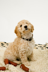 A cute 12 week old Cockapoo puppy bitch on a white background sits obediently on her blanket by toy sausages