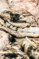 Seafood in a market stall of Cadiz in Spain.