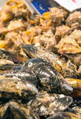Seafood in a market stall of Cadiz in Spain.