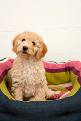 A cute 12 week old Cockapoo puppy bitch on a white background sits in her new bed looking at the camera