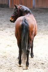 Saddle horse posing for camera in riding hall during training