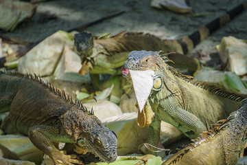Beautifull Iguana Close Up