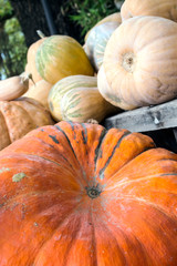 Pumpkins stacked forming a background