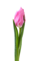 Pink tulip isolated on white background