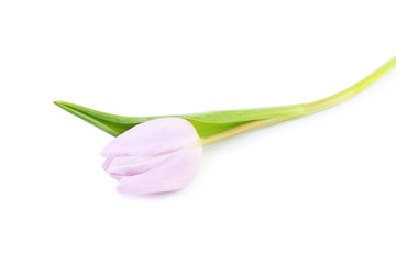 Purple tulip isolated on white background