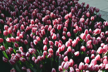 Field of Tulips