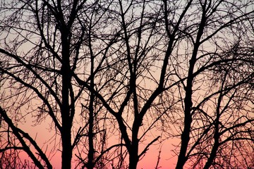Sonnenuntergang hinter dunklen Bäumen