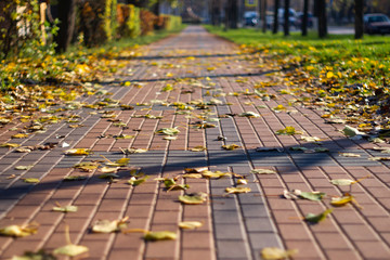 Autumn walking road with leaves at the curb. Green grass and orange leaves.