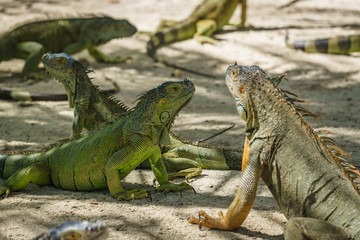 Beautifull Iguana Close Up