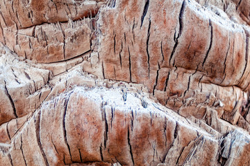Palm tree texture. Close up of palm tree texture