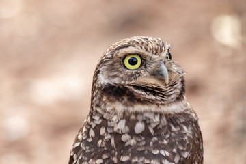 burrowing owls