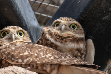 burrowing owls