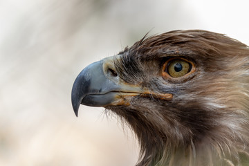 close up of golden eagle