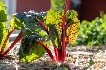 rhubarb © MaryHerronPhoto
