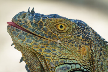 Fototapeta premium Beautifull Iguana Close Up