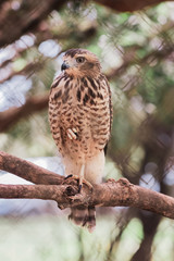 owl perched on a branch