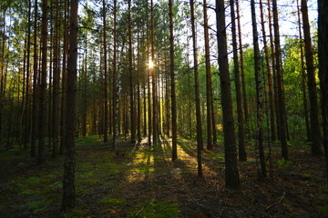 Trees in forest in sunlight
