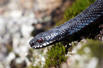 Adder in spring