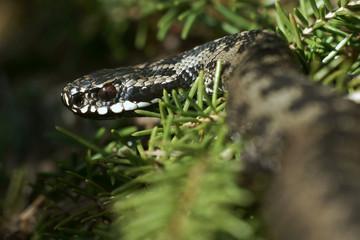 Adder in spring