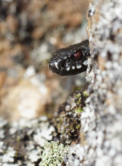 Adder in spring