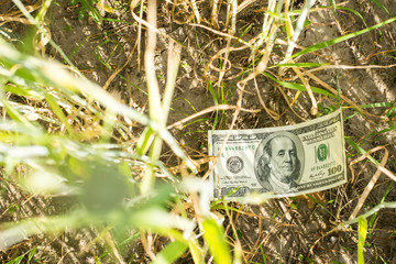 One hundred US dollar banknote in the field of rye