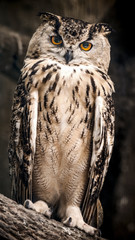 The adult Eurasian eagle owl sits on a tree branch.