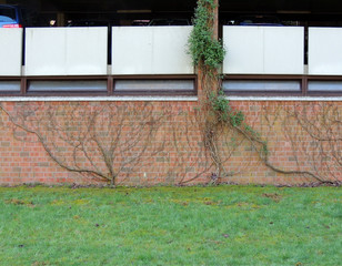 Ivy shoots, Hedera, on a brick wall