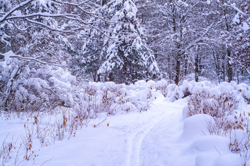 Ski tracks in the winter forest
