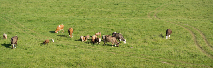 Cows and sheep grazing in the field