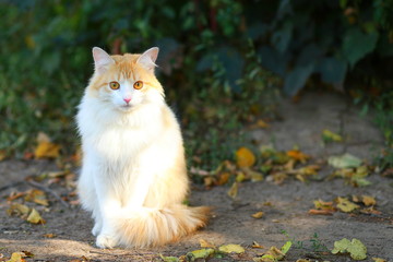 Naklejka na ściany i meble Cat in white and orange color sitting and looking at you