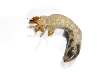White chafer grub isolated on white background. Larva of the May beetle. Selective focus.