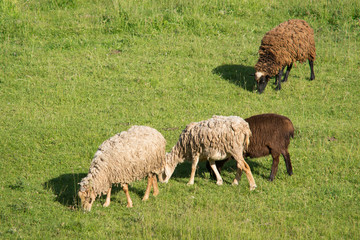 Obraz na płótnie Canvas Sheep grazing in the field