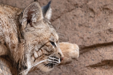 close up of bobcat