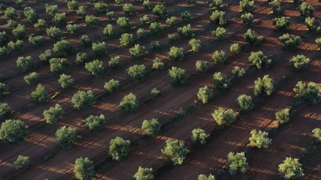 OLIVE TREE  PLANTATION (Olea europaea), Lagoon of El Taray, Quero, Toledo, Castilla-La Mancha, Spain, Europe